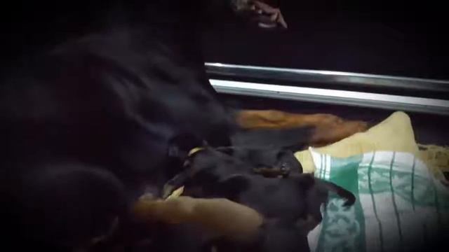 FCI Doberman broke the plan смотреть онлайн