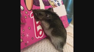 Хомяк ест шоколад. Funny hamster eats Christmas chocolate