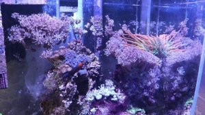 SOS!!! Цианобактерии в морском аквариуме