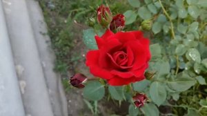 Роза СИМПАТИ первогодка#роза