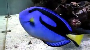 Хирург голубой (Paracanthurus hepatus)