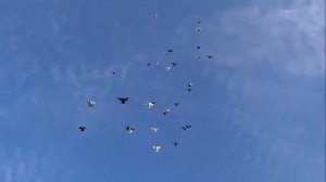 голубиный | голубиный рай | Николаевские голуби 2017