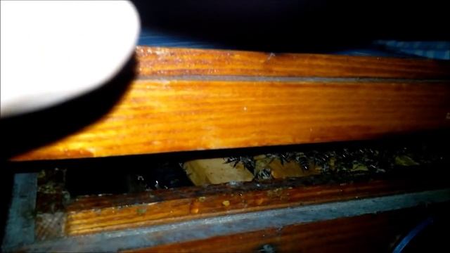 Пчеловодство Зимовка пчел 30 31 декабря 2015г Beekeeping Wintering of bees 30-31 December 2015 Mr. смотреть онлайн