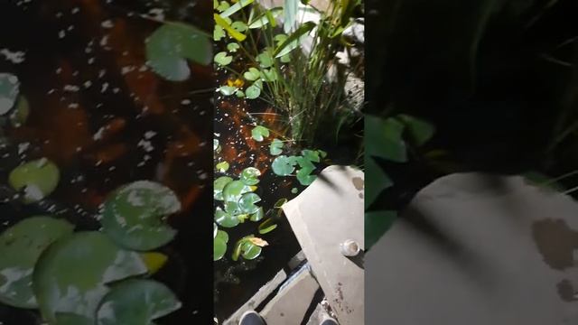 пруд на даче, кувшинки, рыбки ??? смотреть онлайн