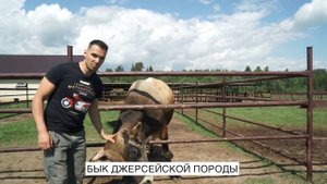 Джерсейский бык Гаврюша | Чем бык опасен для людей?