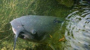 Звуки рыб в воде. Аудио и фото от DOMIKru.net