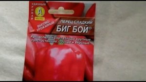 Оригинальный сорт болгарского перца - Биг Бой (большой мальчик)