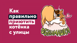 Как правильно приютить котика с улицы