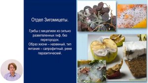 Биология, 10-й класс, Царство Грибы (Fungi). Отделы Зигомицеты, Аскомицеты