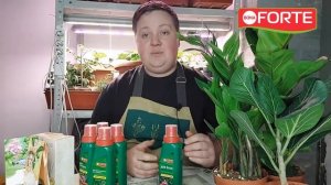 Чтобы новогодняя елка не осыпалась - средство для продления жизни срезанных елок, пихт и сосен