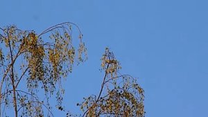 Иволга высоко на дереве кричит как кошка