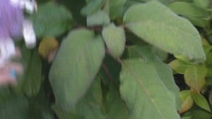 Гортензия шероховатая - первое цветение