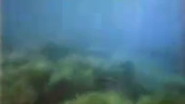 Водоросли_1 смотреть онлайн