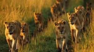 Львы. Львиный прайд.