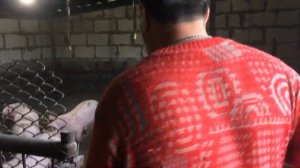 4 месяца откорма свиней на горохе! Откорм свиней. Відгодівля свиней. Свиноводство.