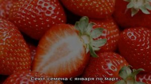 Когда пересаживать клубнику