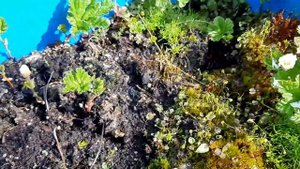 БРУСНИКА СИЗАЯ. КРАСНИКА ШИКША КНЯЖЕНИКА В ПИТОМНИКЕ В ПОДМОСКОВЬЕ САЖЕНЦЫ ЯГОД.