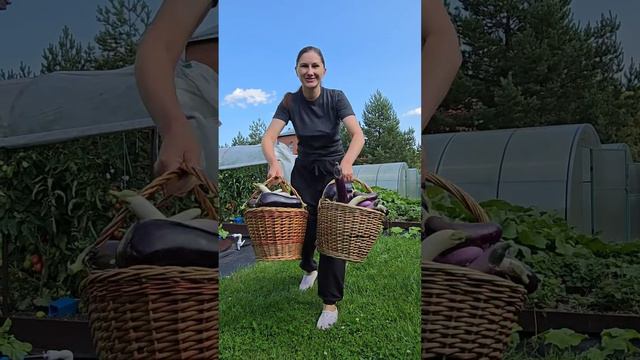 Сезон заготовок из баклажанов объявляю открытым