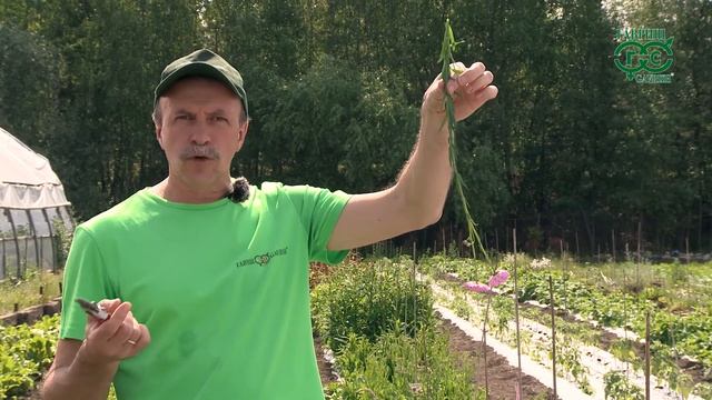 Сухоцветы - привет из солнечного лета! смотреть онлайн