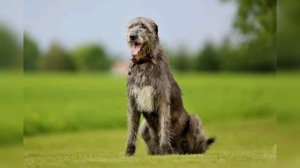 WOLF KILLERS - THE IRISH WOLFHOUND - Deadly or pet?