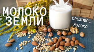 Ореховое молоко - "Молоко Земли". Замена коровьего молока.