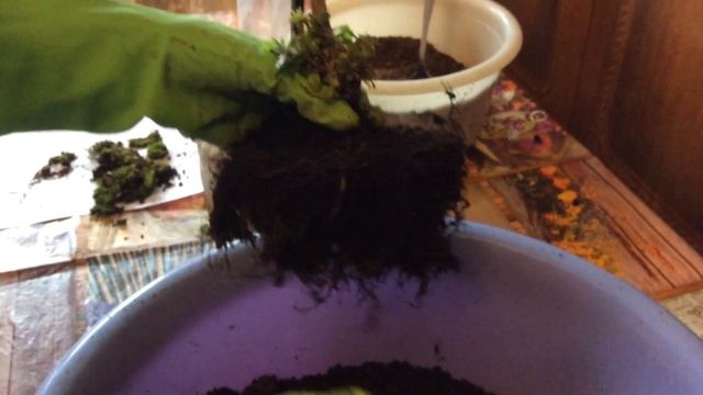 Азалия: пересадка хлорозной Азалии март 2020 г смотреть онлайн