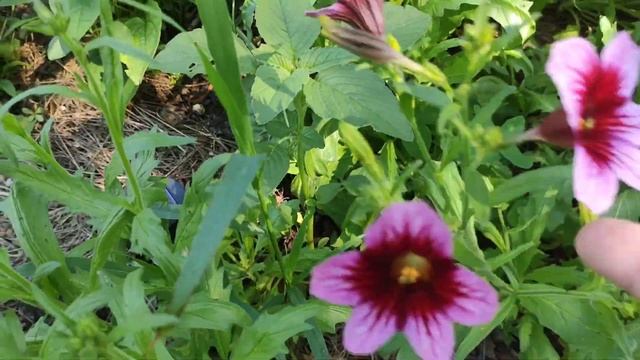 МЕЖДУ ОФИСОМ И ОГОРОДОМ/ КАКИЕ ЦВЕТЫ РАСТУТ В РАЮ смотреть онлайн