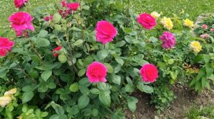 Роза Голден Селебрейшен в Ленинградской области