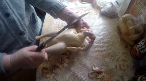 Как ощипать и потрошить курицу.