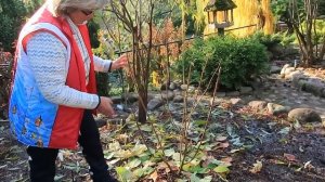 ОБРЕЗАЮ  метельчатую гортензию Skyfall -2022 год