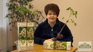 Красивое дерево - КАШТАН