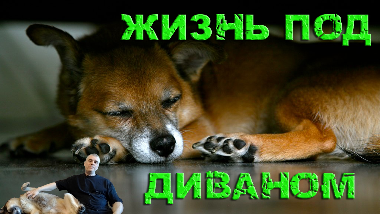 Жизнь под диваном / Собаки / Кинология / Зоопсихология