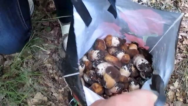 БЕЛЫЙ БУММ Дубовики МАСЛЯТА в ИЮЛЕ Моховики Сезон 2018.