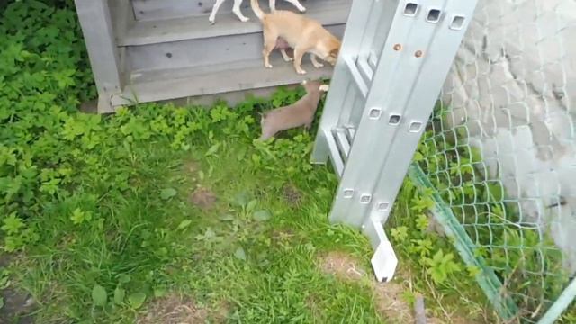 #ЧИХУА ТЕСТИРУЕМ РЕЗИНОВУЮ ПЕРЧАТКУ - РАСЧЕСКУ#ПИТОМНИКМАРИМИСТИК#ПРОДАЮ ЩЕНКОВ ЧИХУА АТОС , АУРЕЛИ смотреть онлайн