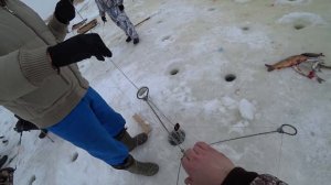 Рыбалка на сазана зимой с хапугами , рыбалка на сазана 2021 , рыбалка хапугой в Сибири. Рыбалка 202