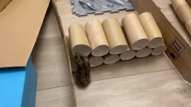 Ангелина сделала ЛАБИРИНТ для ХОМЯЧКА! Hamster Maze! Лабиринт для ДЖУНГАРИКА!