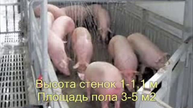 Условия содержания свиней