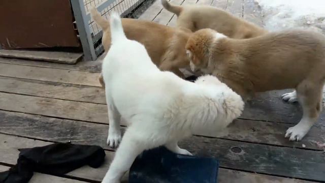 Пришла весна смотреть онлайн