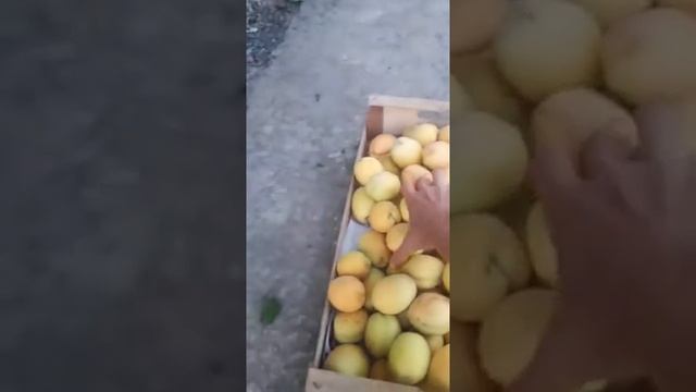 Сбор урожая ананасный абрикос