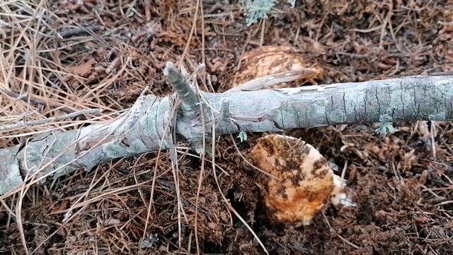 КРЫМ. СУДАК. Солнечная долина. За грибами. РЯДОВКА ЗЕМЛИСТАЯ. 3 февраля 2022