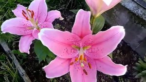 Зацвела лилия Синкс Сенс , посаженная весной луковицей в открытый грунт на Урале