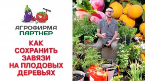 КАК СОХРАНИТЬ ЗАВЯЗИ НА ПЛОДОВЫХ ДЕРЕВЬЯХ