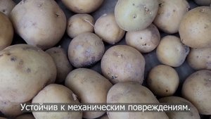Сорт картофеля Ривьера. Potato seeds Riviera.
