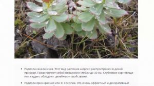 Родиола, посадка и уход в открытом грунте