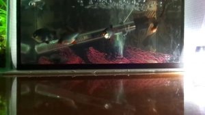 #12.2 Разведение Барбусов (Разведение аквариумных рыбок)