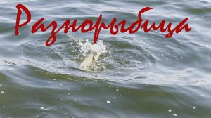 Фидерная рыбалка на карьере.