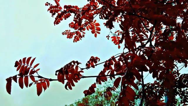 Слайд Шоу "Грустная осень". Монтаж Лара. 21. 10. 2020г. смотреть онлайн