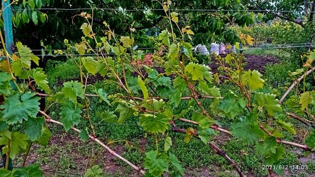 @Выращивание клубники  Агротехника, препараты для клубники