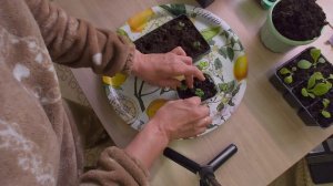 Домашнее видео. Пикировала цветы табак, сальвию, азарину... 9 апреля 2024 года