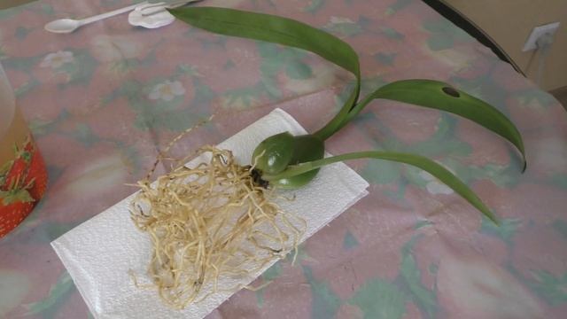 ОРХИДЕЯ ПОСЛЕ ПОКУПКИ ЧТО ДЕЛАТЬ ? Пересадка орхидеи Камбрии после покупки ? Обработка Актарой смотреть онлайн